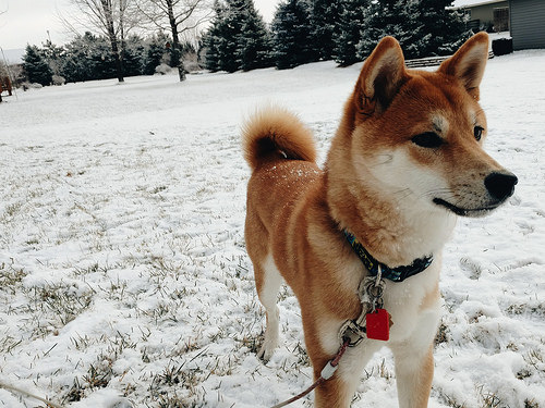 狗主人疑惑 秋田犬毛色淡 秋田犬毛色淡怎么办 毛发