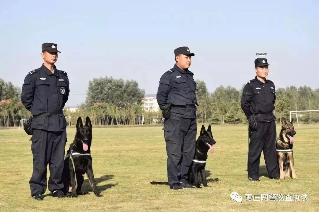 揭牌仪式后,全体参会领导一同检阅了近期警犬训练基地的训练成果.