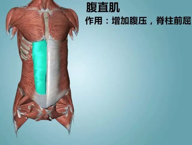 6.腹部肌肉. (腹内斜肌) 接下来介绍有相同作用的五对〖∪ .