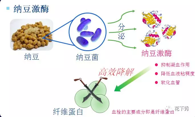 纳豆中的精华—纳豆激酶,有着意想不到的溶栓效果,它不但没有一般