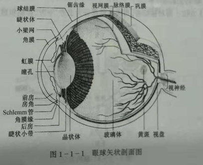 初级验光师培训知识点:眼的解剖和生理概述_眼球