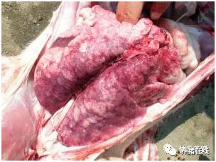 技术秋季中大猪的杀手传染性胸膜肺炎养猪场忽视这个病损失太大了