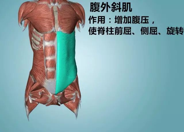 (腹外斜肌)6.腹部肌肉(胸椎)5.核心区的脊柱.