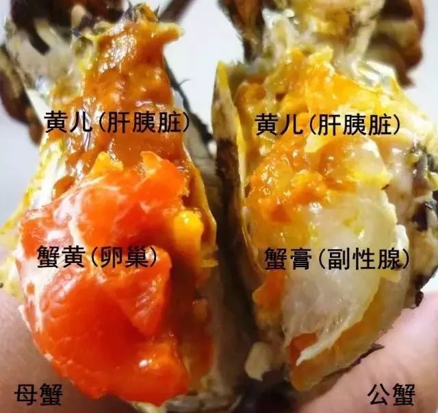 吃大闸蟹,一个是吃蟹肉,但主要吃的还是蟹黄和蟹膏