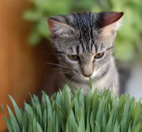 猫咪肠胃炎 换季的时候一不小心就会中招 肠胃炎