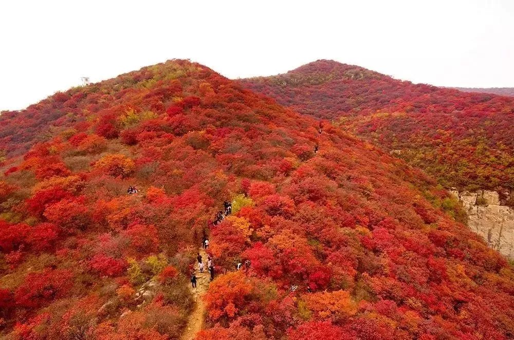 邀您参与金沙河集团第一届红叶节摄影大赛