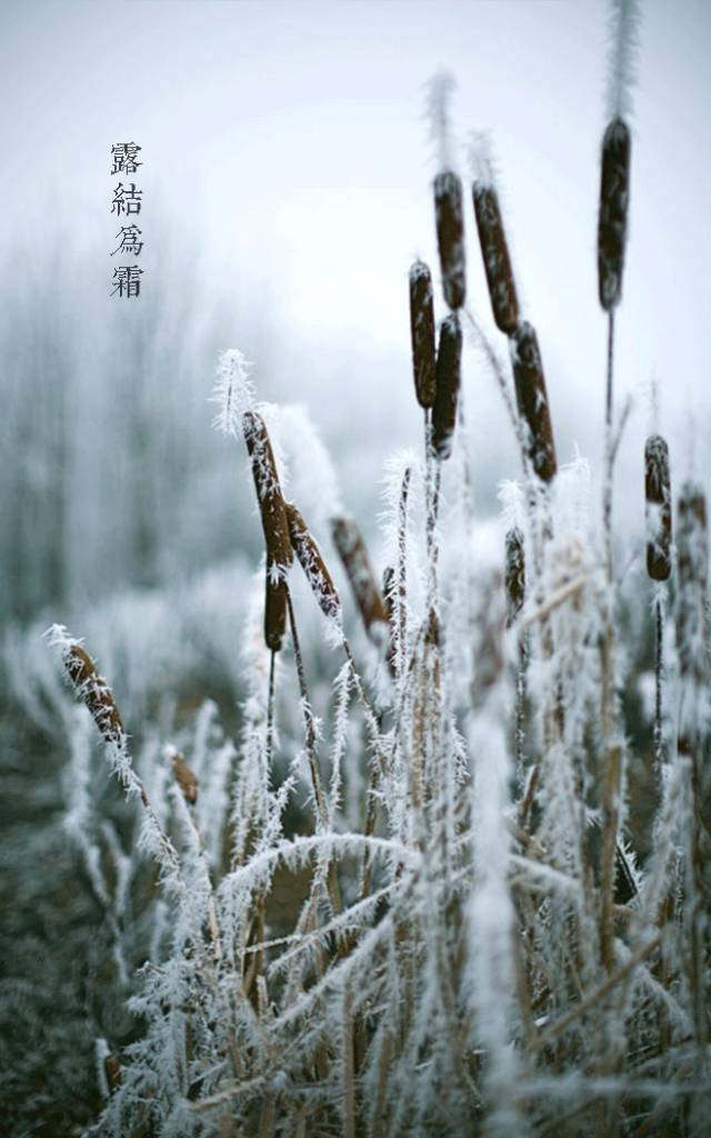 【节气】 霜降水泉涸,风紧草木枯