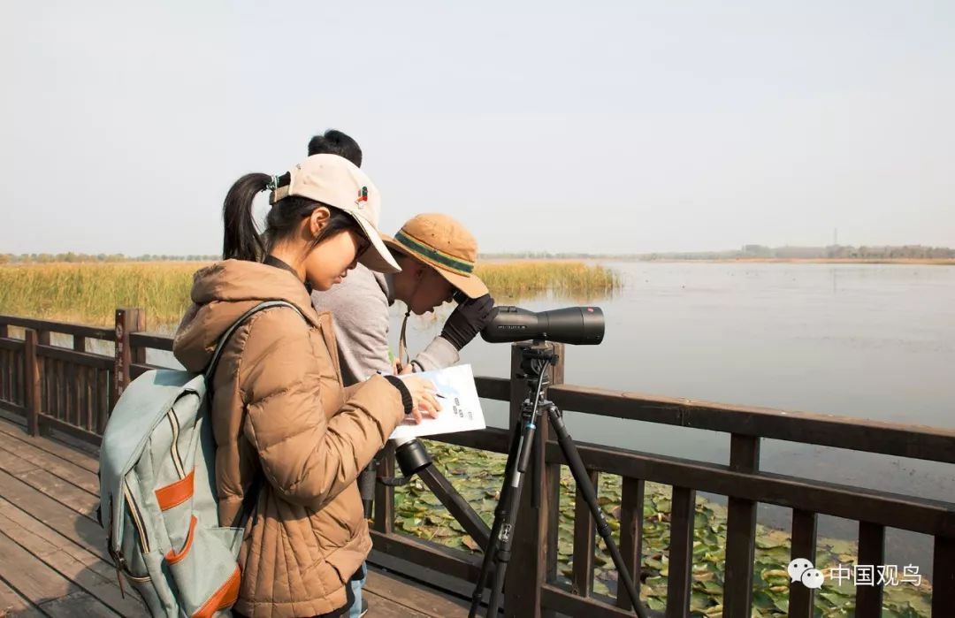 信息快讯第17届野鸭湖创森杯北京高校观鸟赛顺利落幕