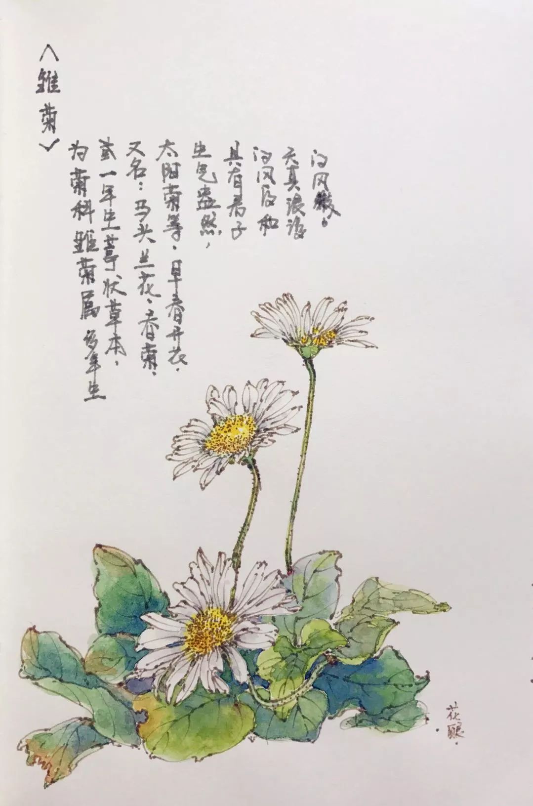 10月12日 雏菊原产于欧洲 早春开花