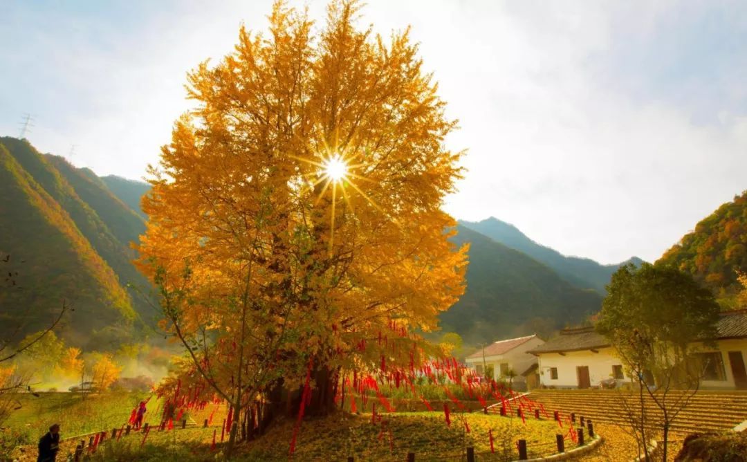 那一棵长了4000年的银杏树,飘落的叶子像涟漪一样铺在树周围.