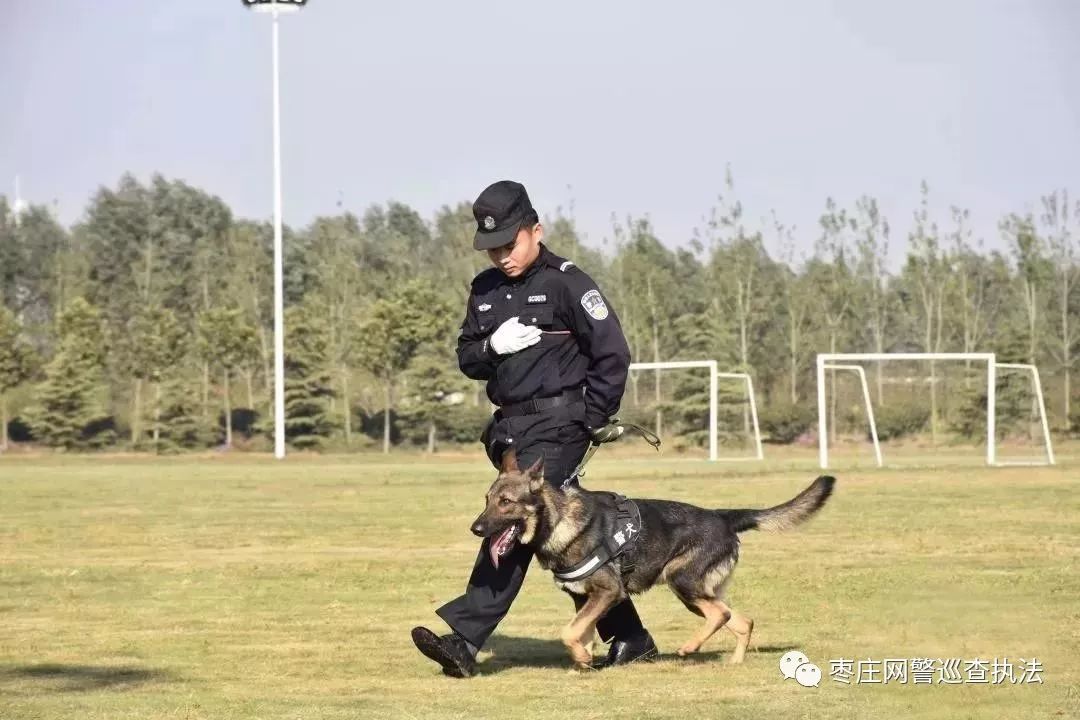 【警犬来啦】枣庄的汪星人"警察"即将陆续上岗!