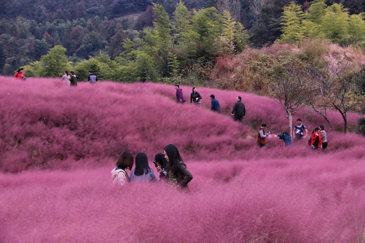 网红养成记粉黛乱子草种植技术指南