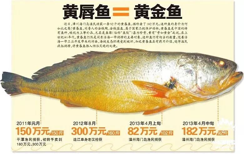 渔民捕获156斤野生黄唇鱼,据说每斤能卖两万