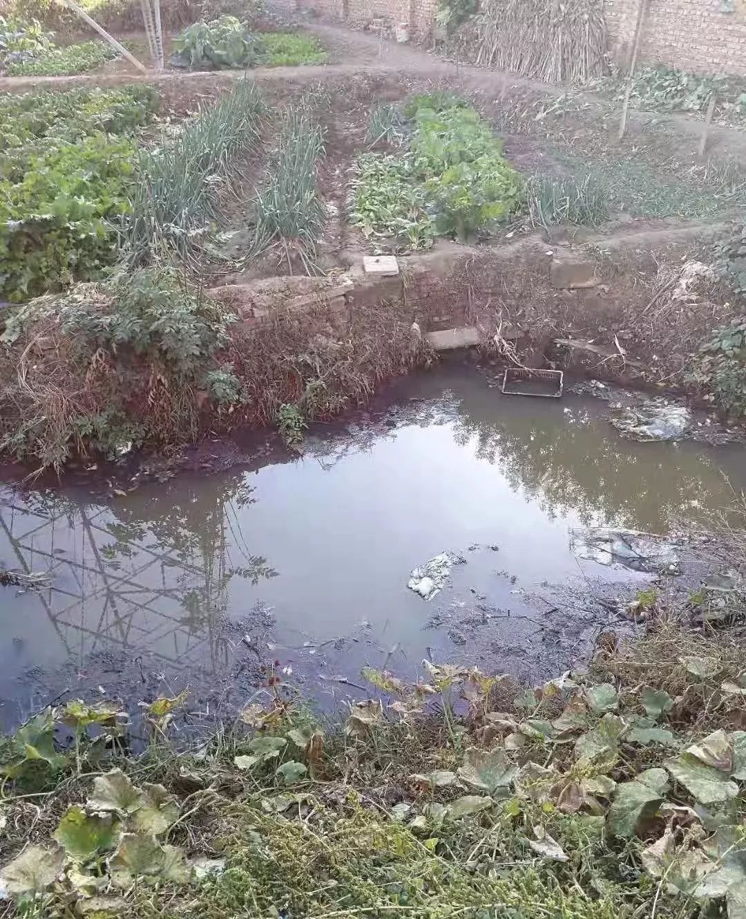 通州区梨园镇久居雅园小区东墙外有一条臭水沟,臭水常年有,夏天蚊子