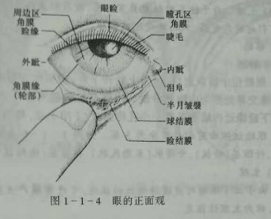 初级验光师培训知识点:眼的解剖和生理概述_眼球