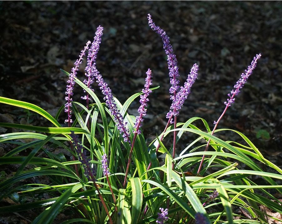 图鉴|小区里的常见植物,今天说花吧