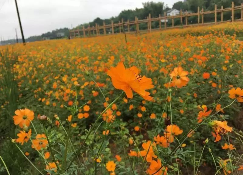 乡村风景美如画 感受一下响水村360度无死角的美景 百花园波斯菊 醉美