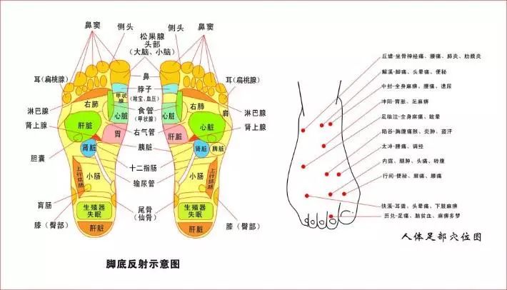 3,脚与内脏