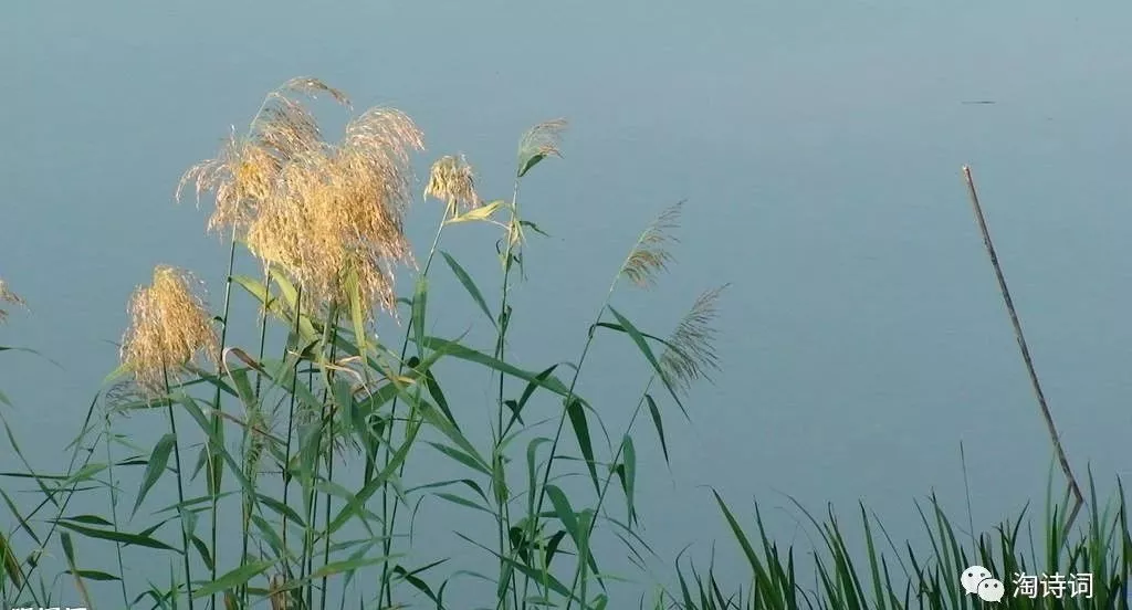 《芦花(古风)