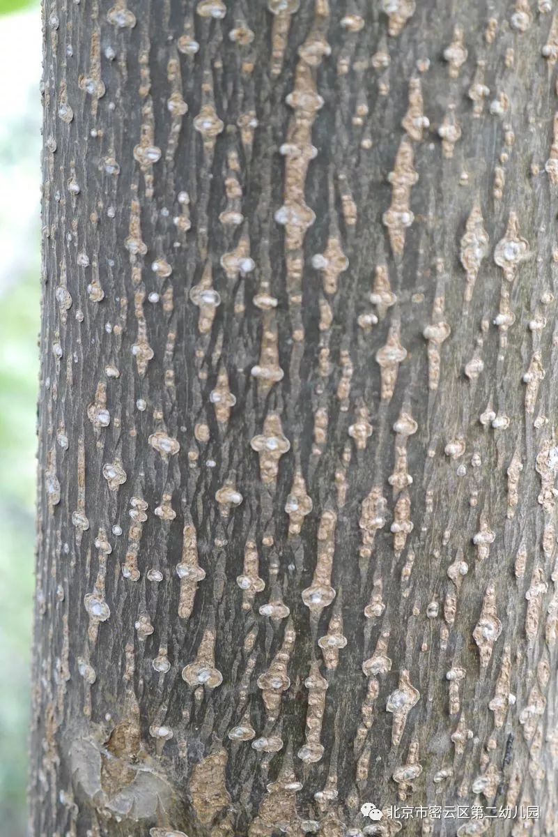 我们一起来欣赏一下各种漂亮的树皮花纹吧,看看你认识几个?