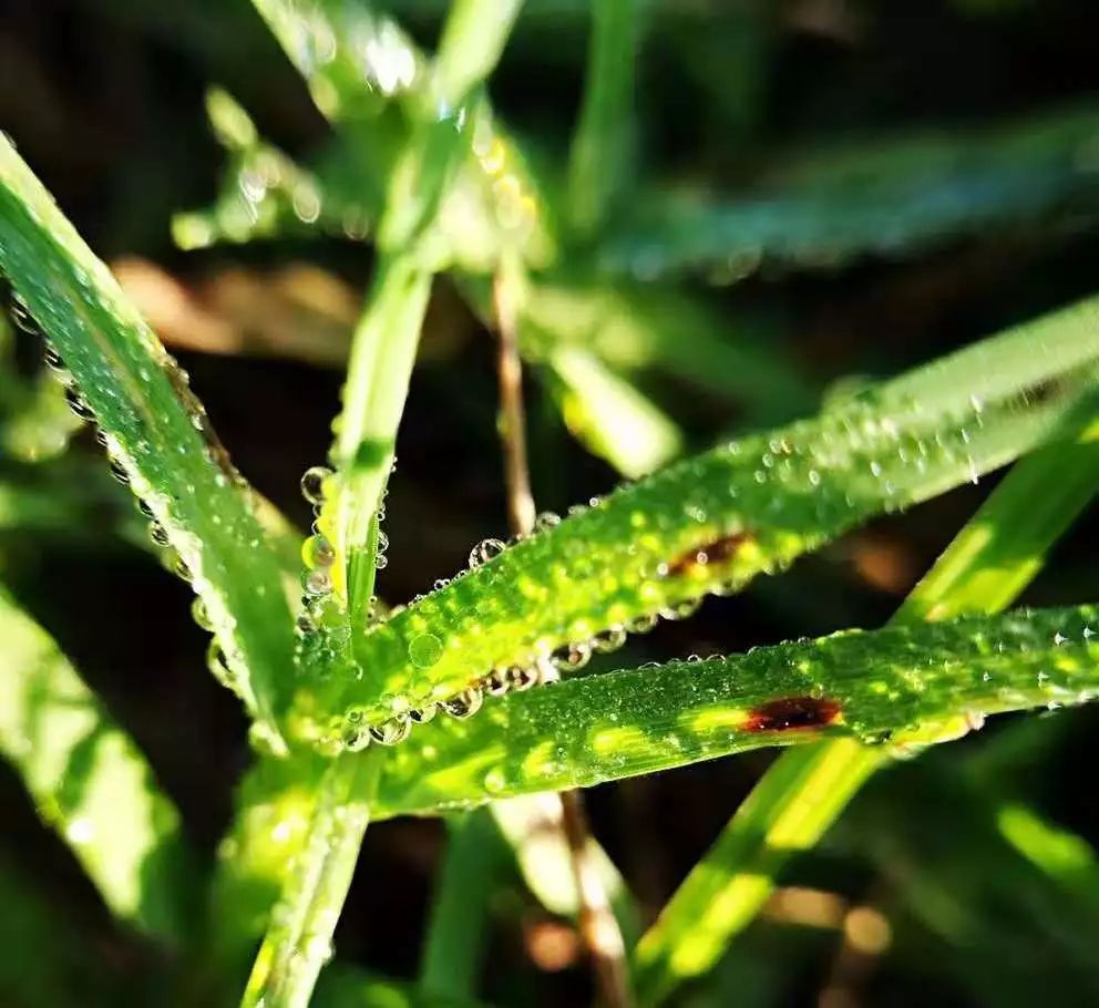 洪耿| 房子右侧的野草 朗读:一叶知秋