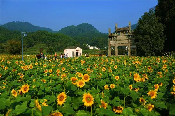 蜀源村位于黄山南麓,四面环山,古树参天,有水环流贯穿全村,因地形极像