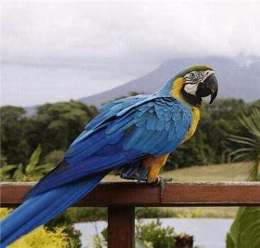 蓝黄金鹦鹉会说话吗, 语言能力如何, 该怎样喂养会更好