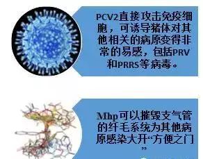 猪圆环病毒2型及肺炎支原体的危害与流行现状