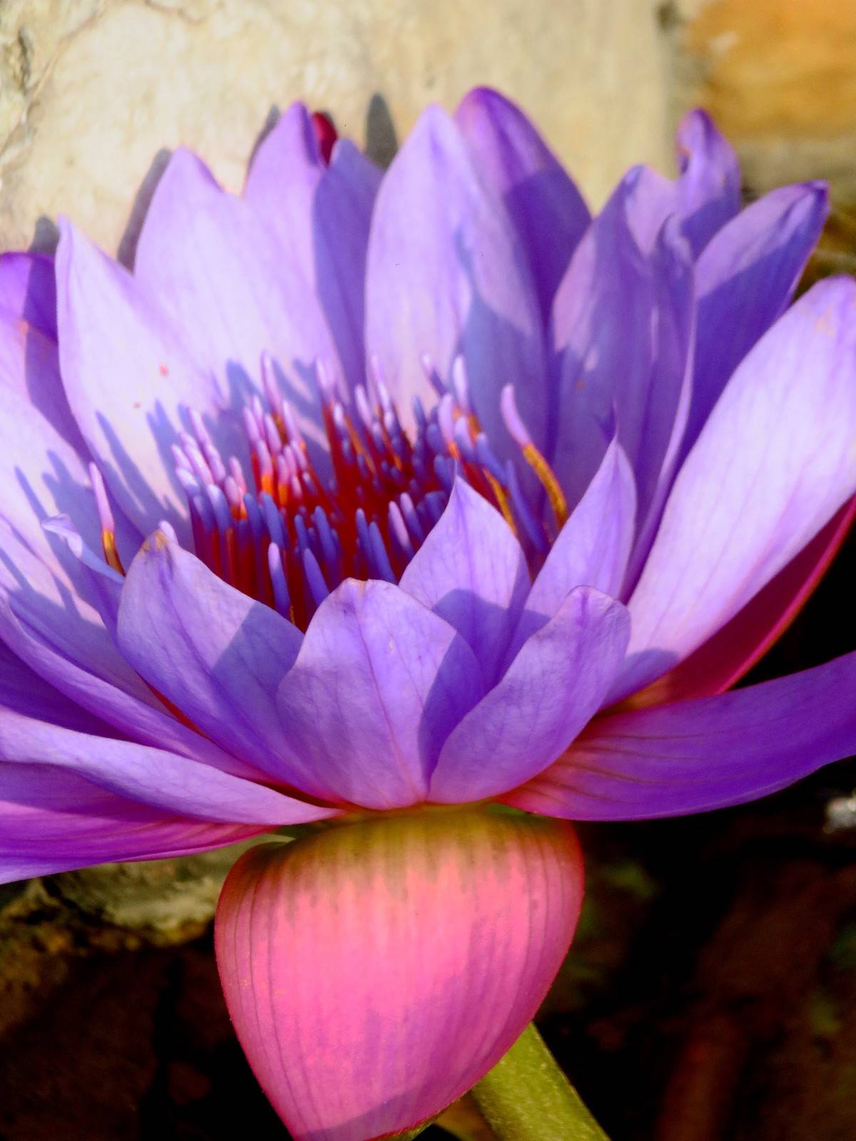紫色睡莲比较罕见,非常抢眼,花语:梦幻,纯洁,好运