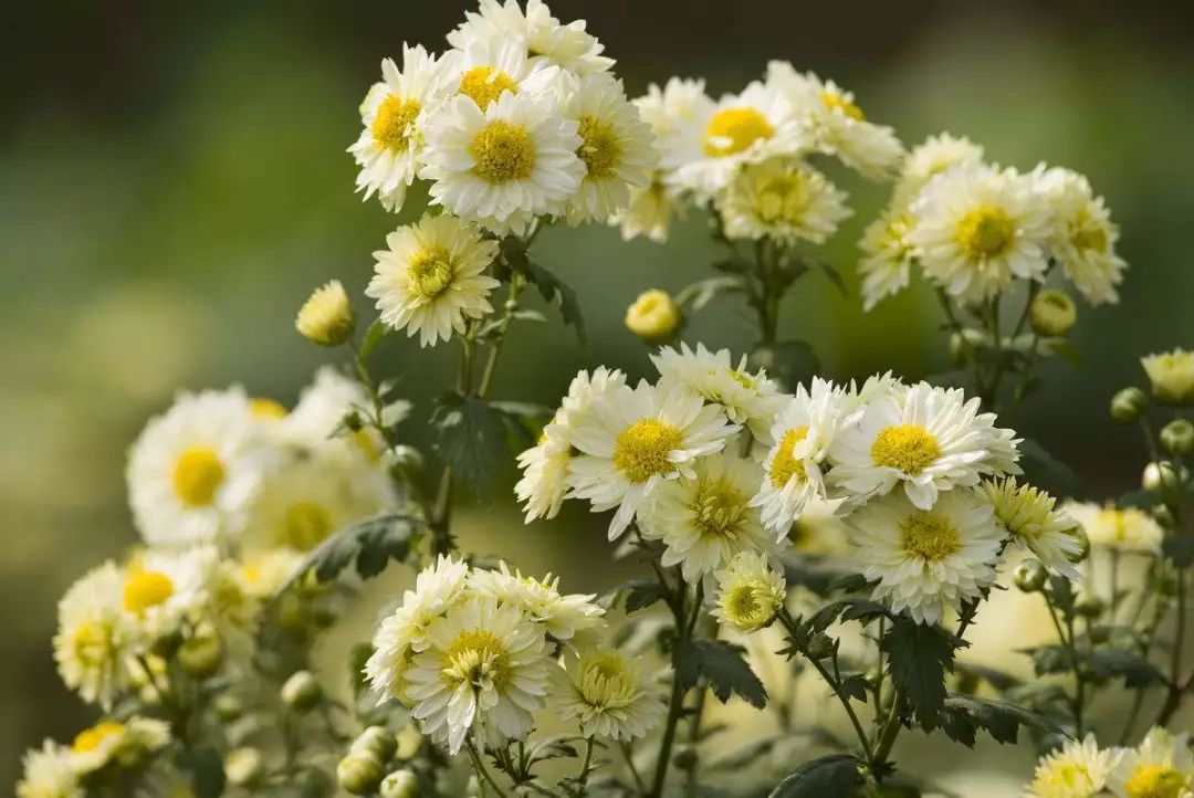 霜降时节,正是菊花盛开之际.