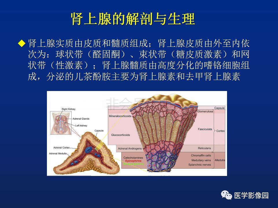 肾上腺疾病的影像学表现影像天地