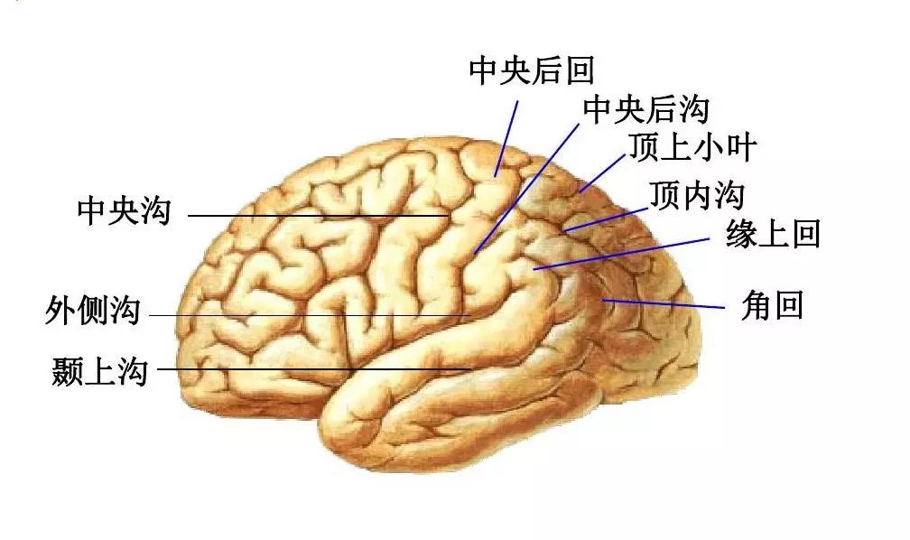 角回这个位置正好是在颞叶,顶叶,针叶还有额叶前面交汇的地方.