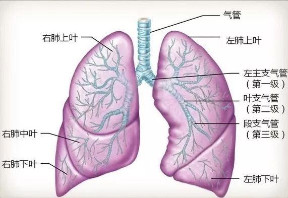 支气管结构呼吸道结构气管支气管解剖展示颅骨人体骨骼系统
