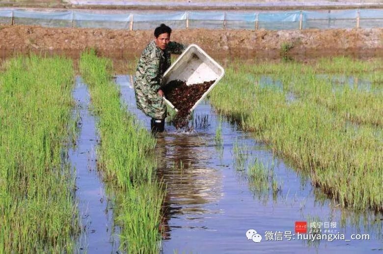 四,如果我是稻田养殖应该注意些什么?