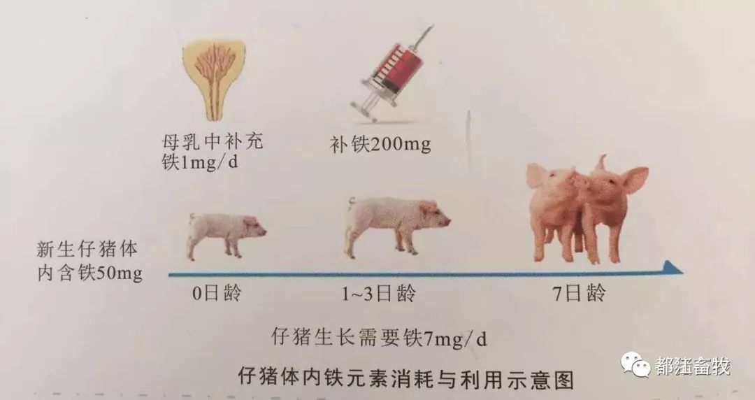 大腿注射:大腿肌肉注射一般选择大腿内侧注射,内侧肌肉相对较多,容易