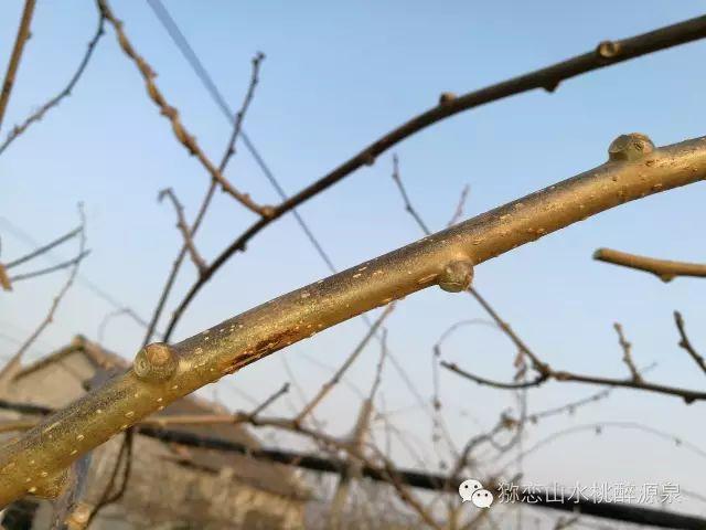 上图是花芽饱满的枝条,明春必会花蕾朵朵.