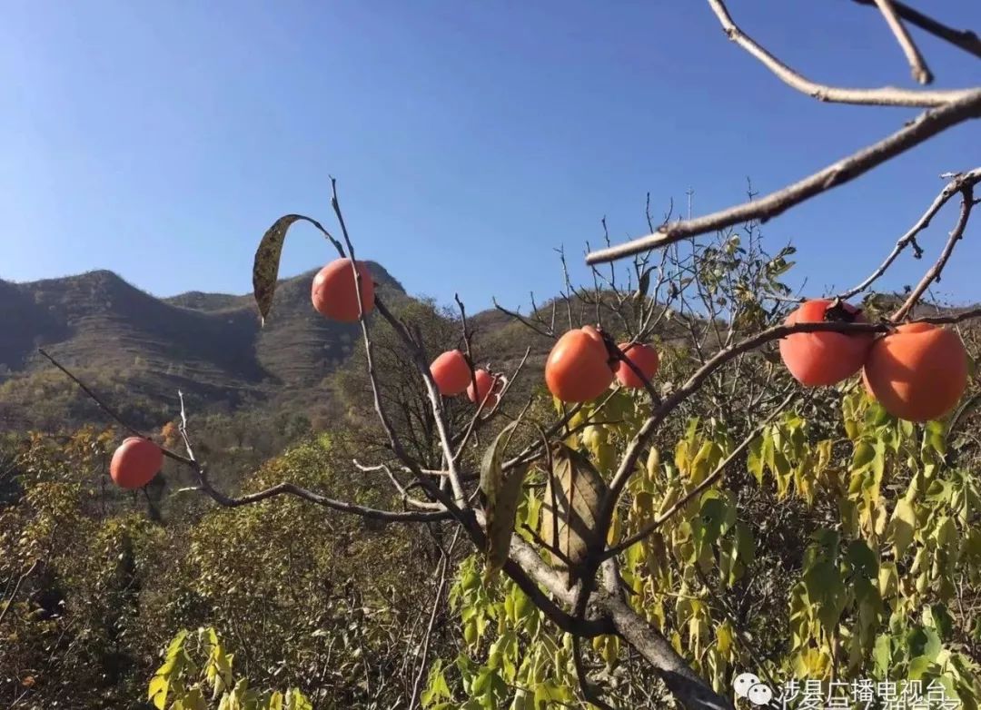 涉县:太行山上挂灯笼,又是一年柿子红!