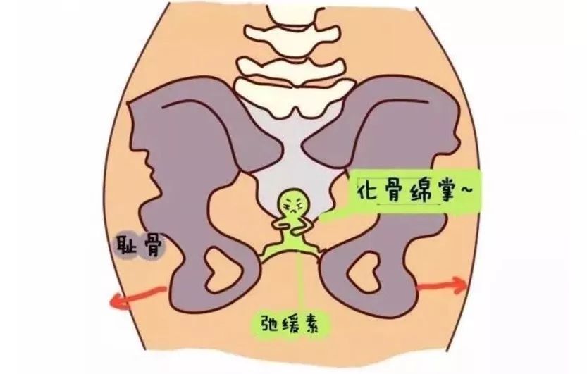 加强训练后,耻骨很明显就疼痛减少了.