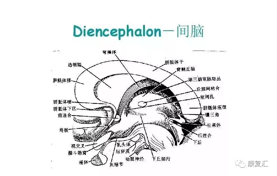 神经康复中枢神经系统解剖及功能介绍太全了务必收藏