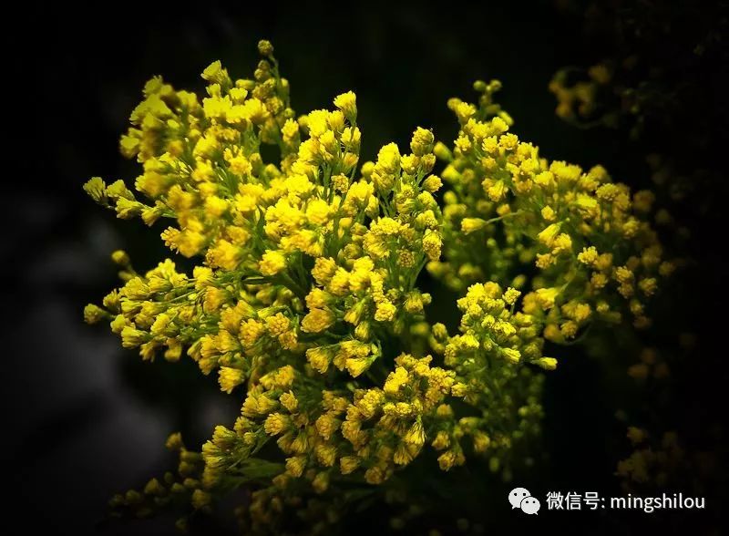 插花课▍林郁老师锦绣在秋10月28日预告现在报名