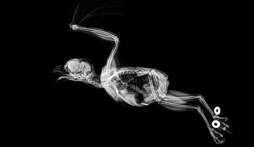 动物们健康检查的x光片,每一张看起来都很神奇