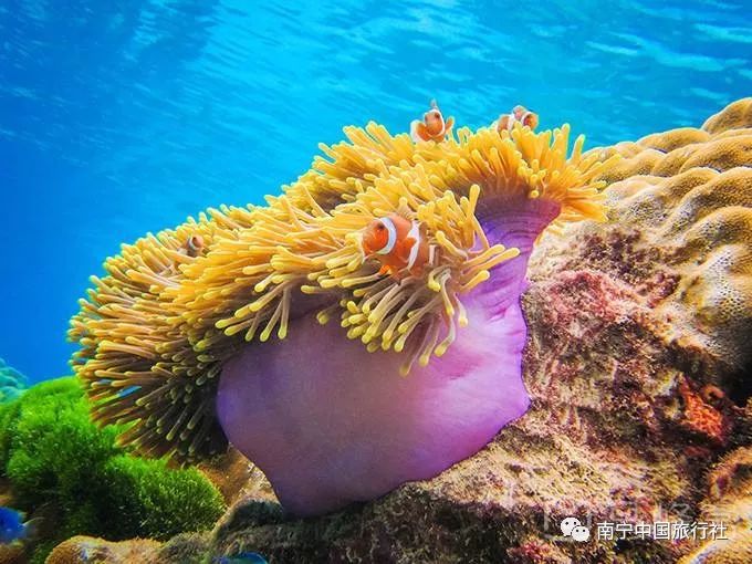 海洋生物栖息最多的小岛 海胆,海参,海星,鹿角珊瑚 各种色彩斑斓的