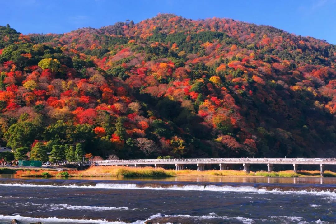 渡月桥 京都红叶最美的地方则属渡月桥了,红叶铺满小道,一步一行,沙沙