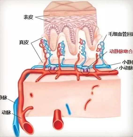 各种系统解剖图值得收藏