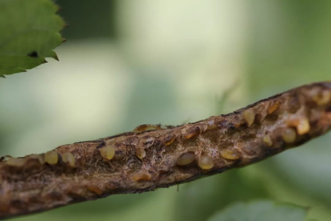 路过蔷薇三节叶蜂