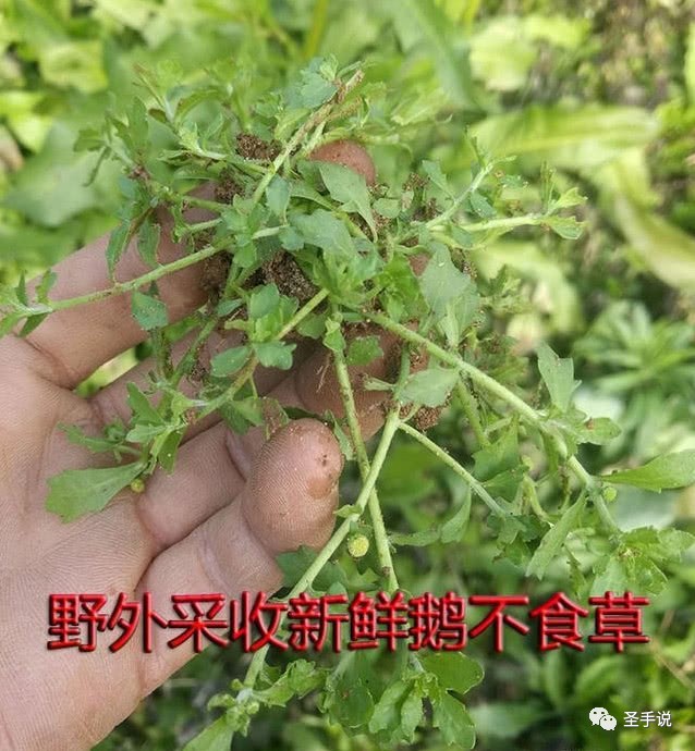 鼻炎,不要命,但绝不是小病,1个不值钱的野草,5分钟搞定鼻炎