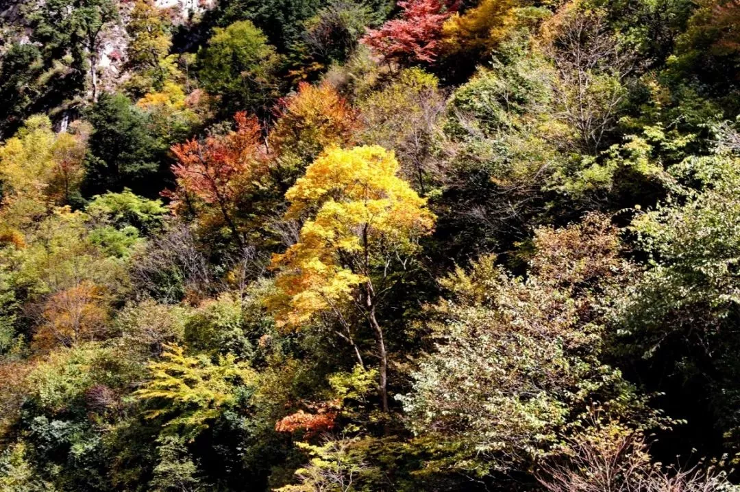 最佳观赏期到来!2018年四川省第二期红叶观赏推荐