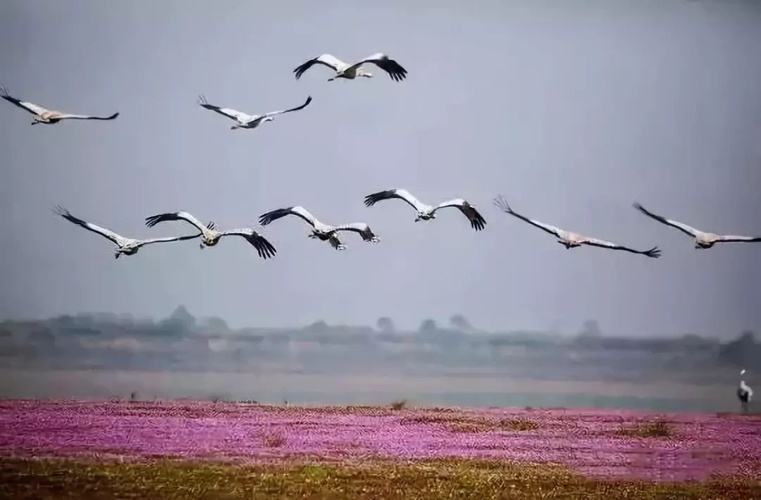 据省林业厅相关负责人透露,9月,省野保局,鄱阳湖国家级自然保护区,南