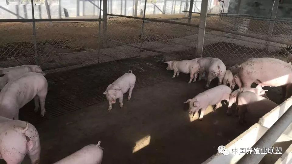 准备装上围栏 图为猪圈的内部的建设,需要每天清扫,通风,不同阶段的