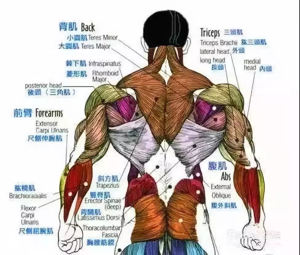 史上最全练背指南!每一块背部肌肉都安排的明明白白